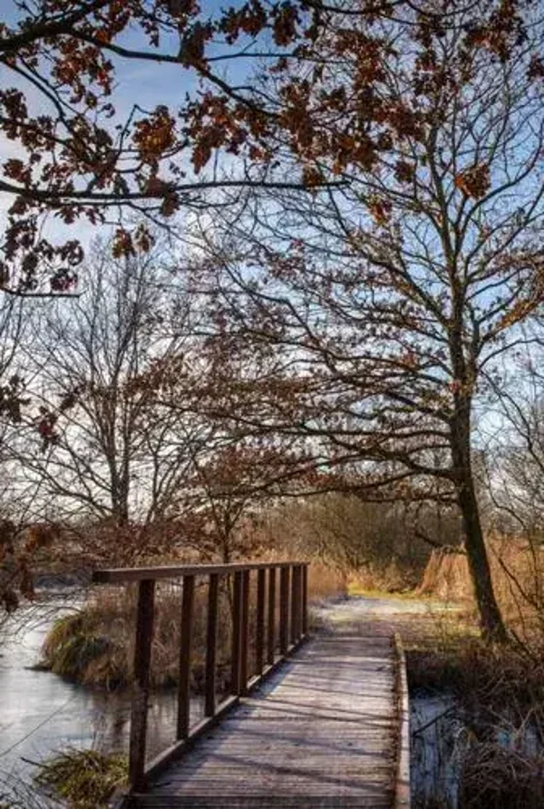 Tuinposter bos in kleur
