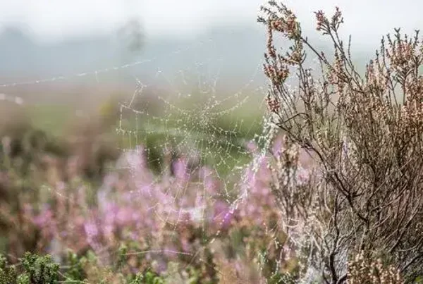 Tuinposter spinneweb