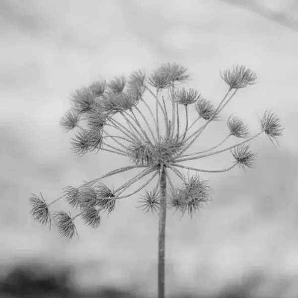 Tuinposter berenklauw
