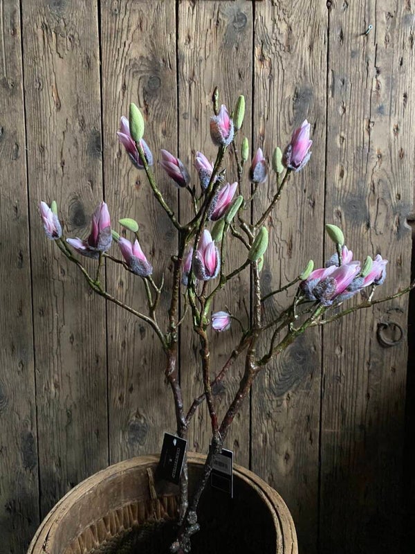 Magnolia met roze knopen