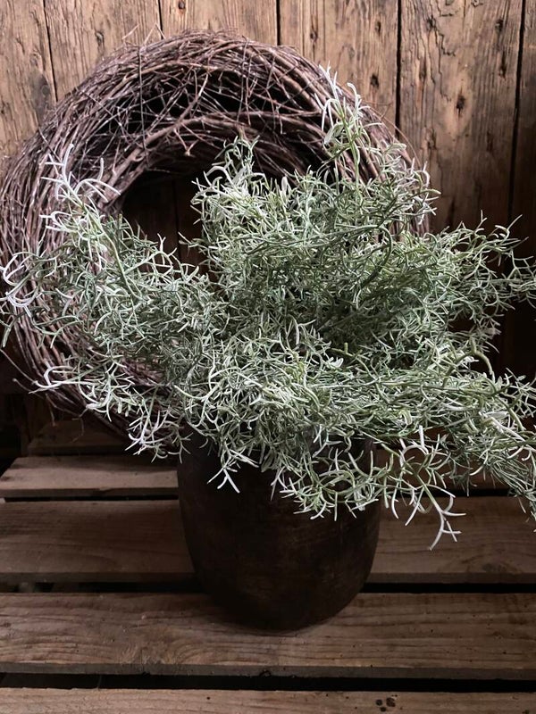 Kleine groene tilandsia