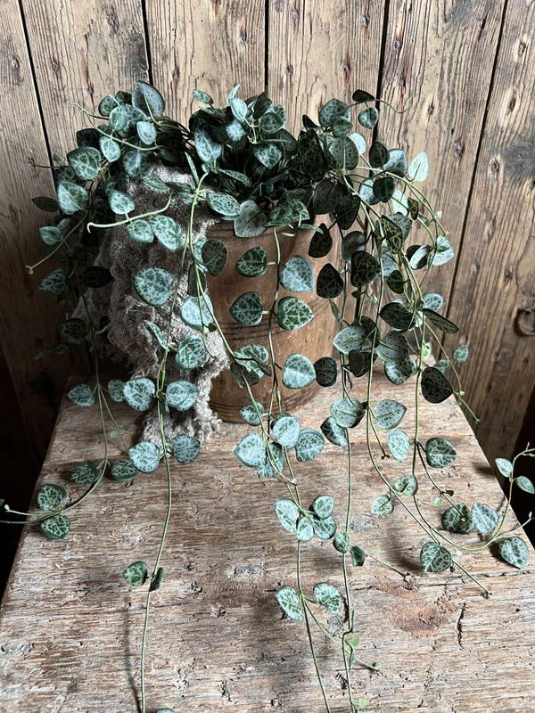 Chinese lantaarnplant
