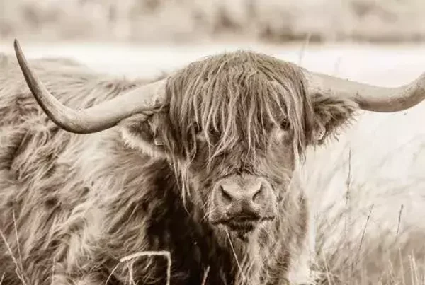 Schotse hooglander sepia