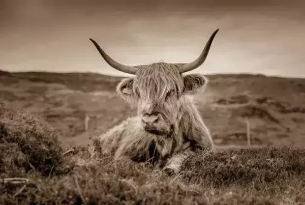 Schotse hooglander nr 7