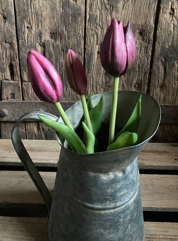Tulpjes Sarah paars