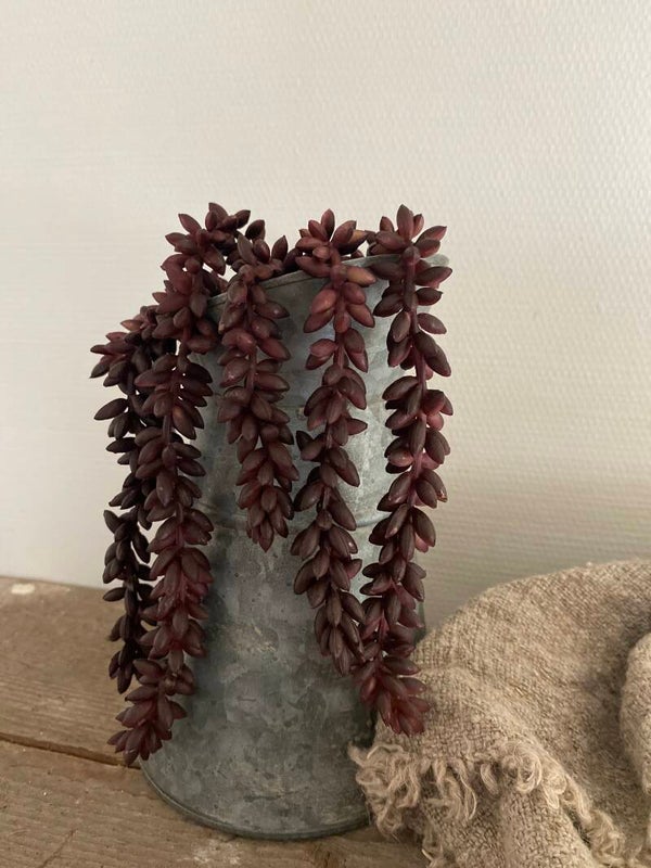 Kleine bruine erwtenplant