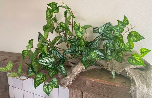 Scindapsus  plant