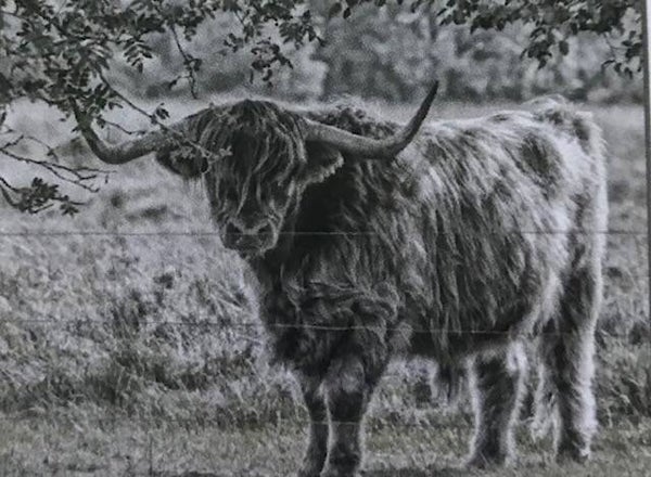 Tuinposter zwart wit hooglander nr 66