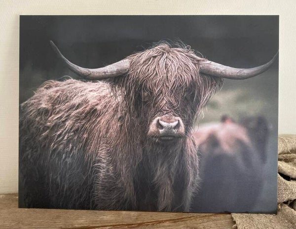 Schotse hooglander nr 1
