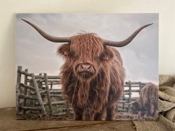 Schotse hooglander nr 2