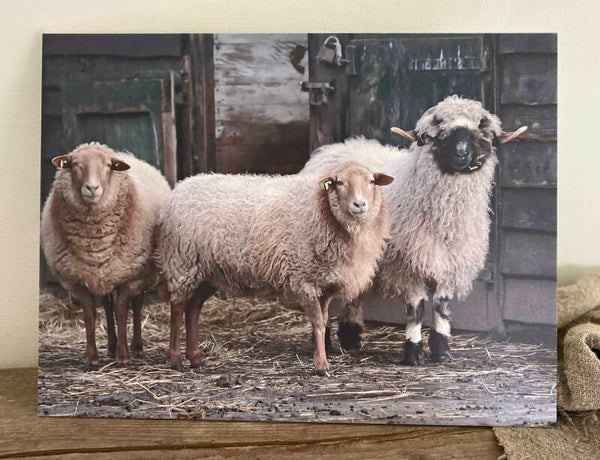 Schapen