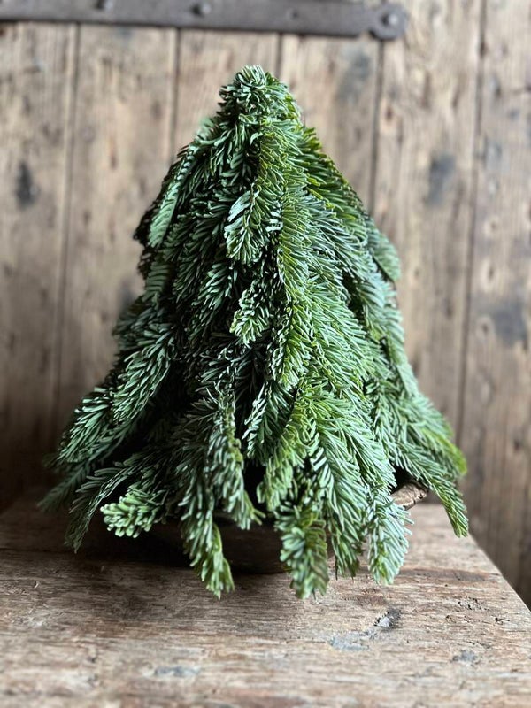 Nobilis boom