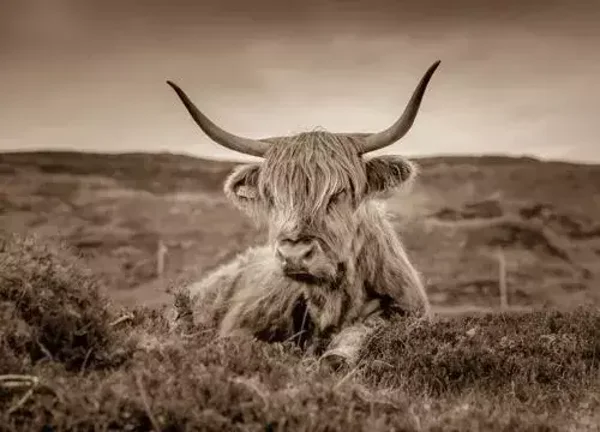 Vinyl placemat nr 11