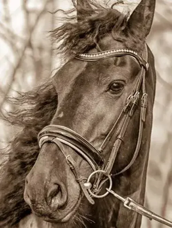 Wanddoek  paard sepia nr 218