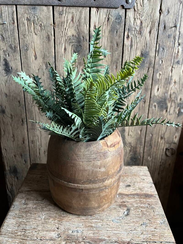 Grey fern bush