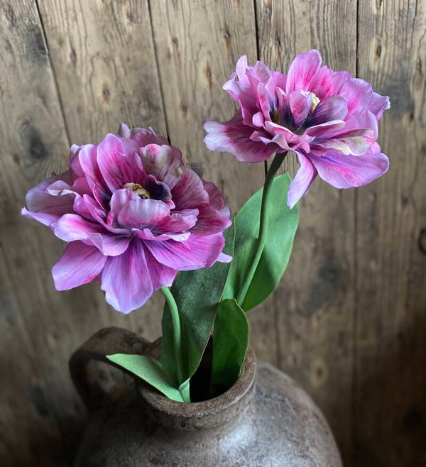 Pink parrot tulp