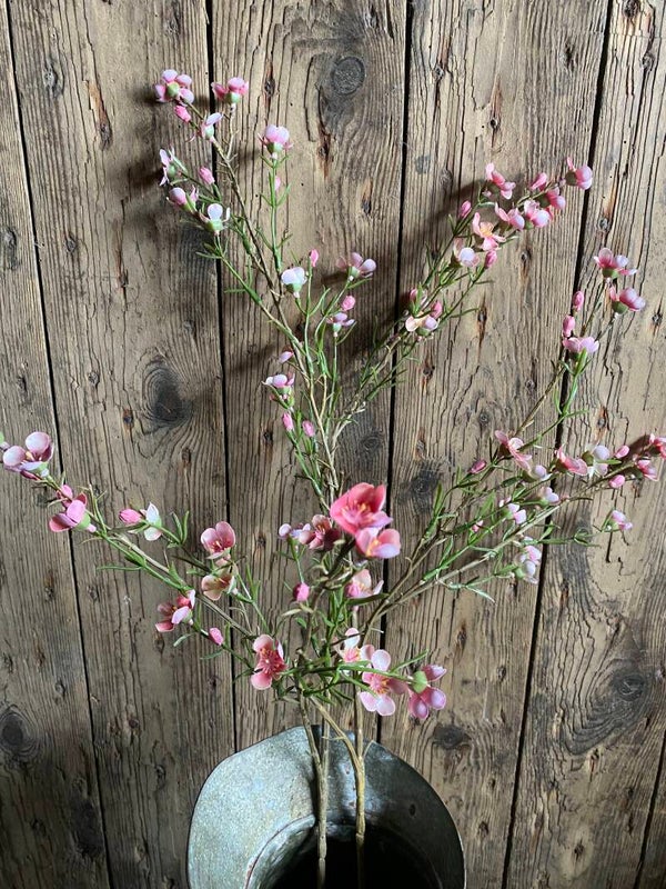 Waxbloem roze