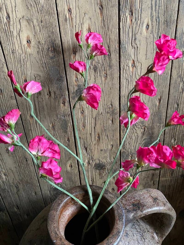 Lathyrus roze