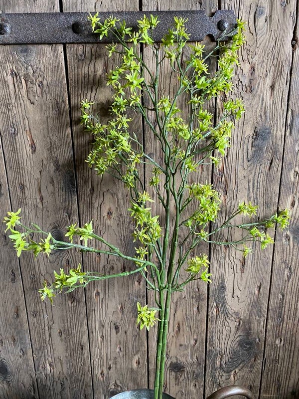 Deutzia