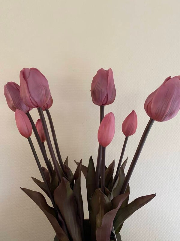 Fuchsia tulpen met sobere kleur blad en steel
