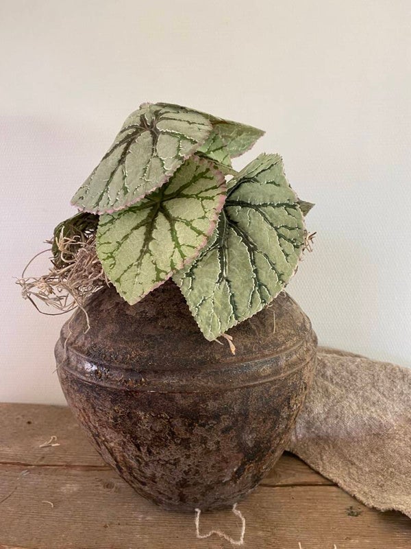 Begonia Rex
