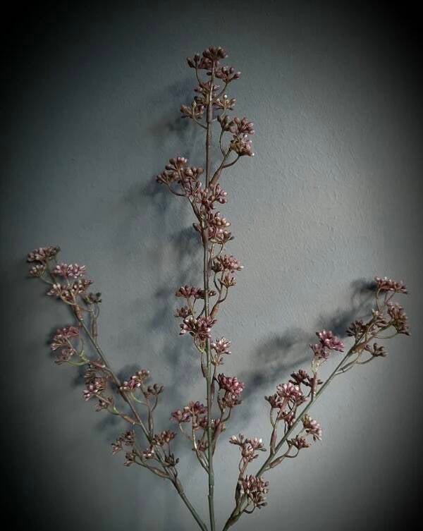 Prunus oud roze/mauve