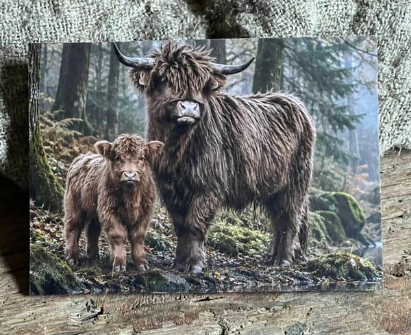 Fotokaart hooglander nr15