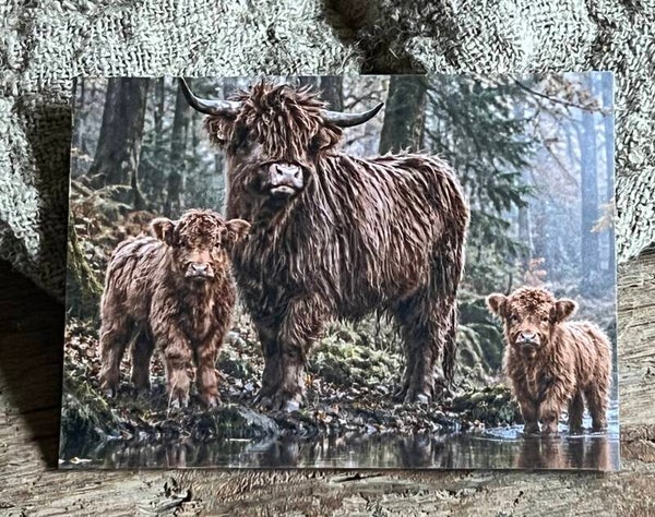 Fotokaart hooglander nr14