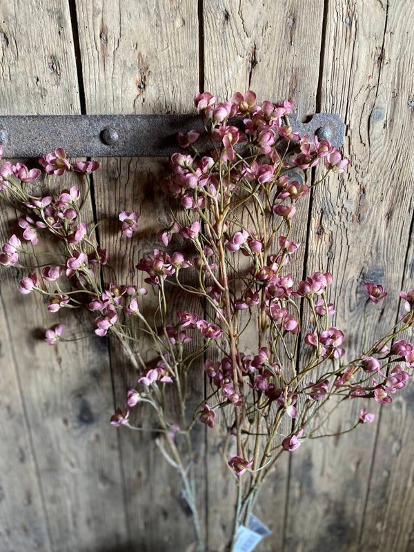 Kornoelje antique pink