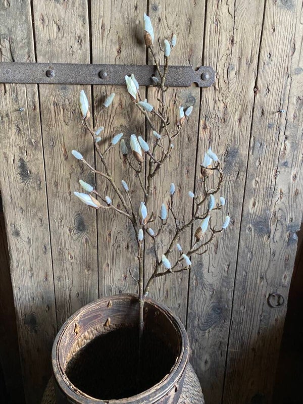 Grote magnolia tak met knoppen
