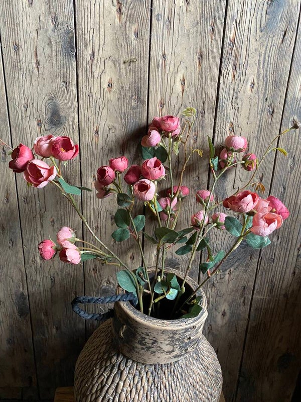 Roze Roos Cabbage