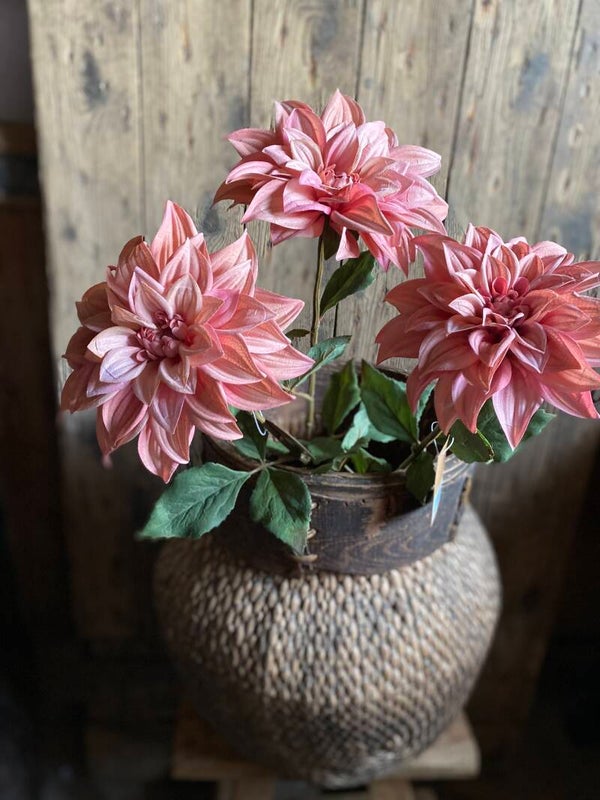 Roze dahlia