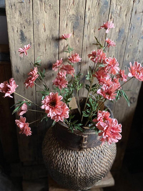 Chrysant roze