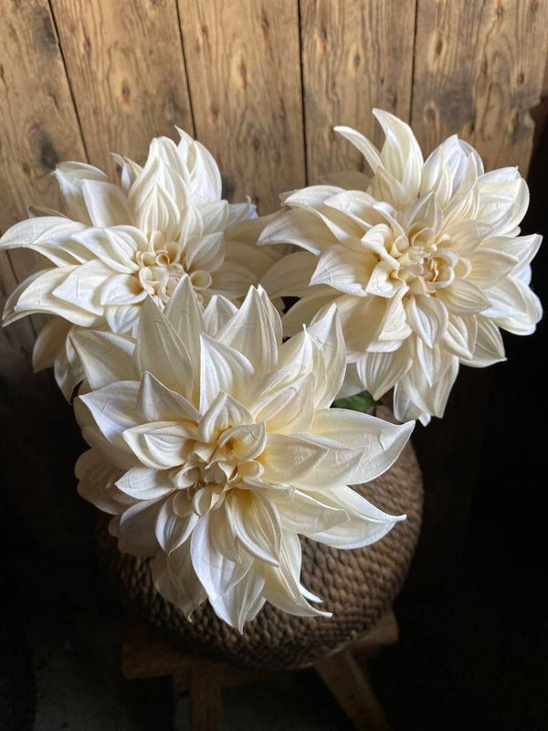 Crème witte dahlia