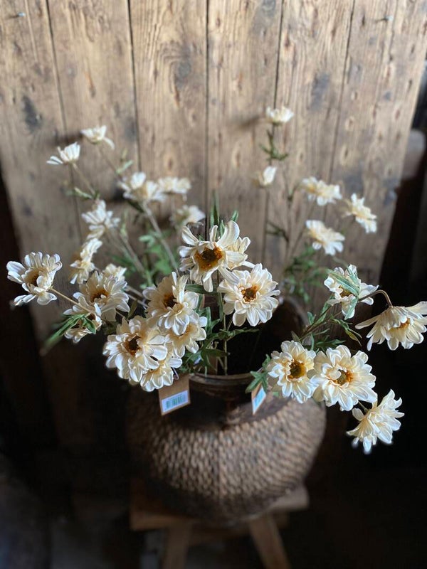 Chrysant crème wit