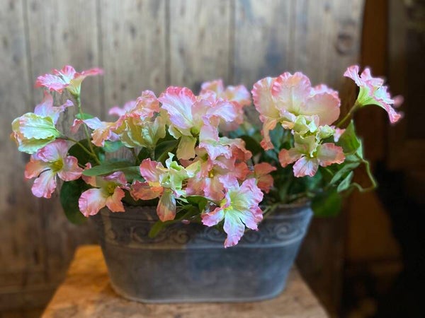 Roze pentunia