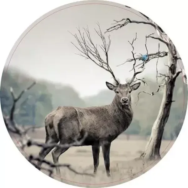 Muurcirkel hert kleur