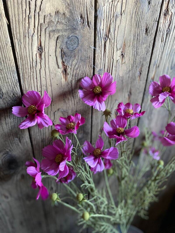 Cosmea roze