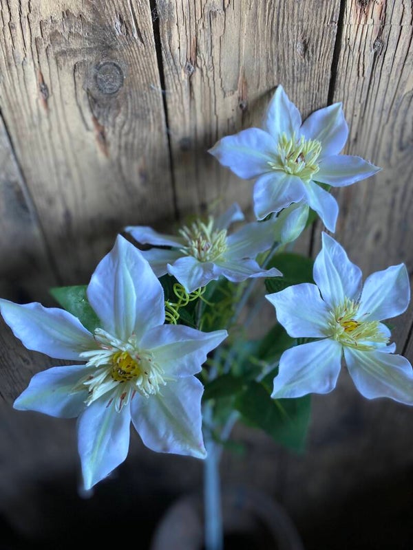 Witte clematis