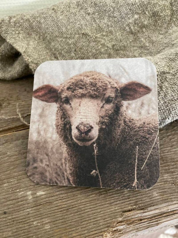 Schaap