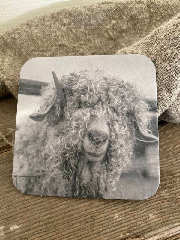 Schaap bij het hek zwart/wit