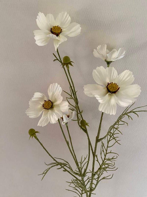 Cosmea