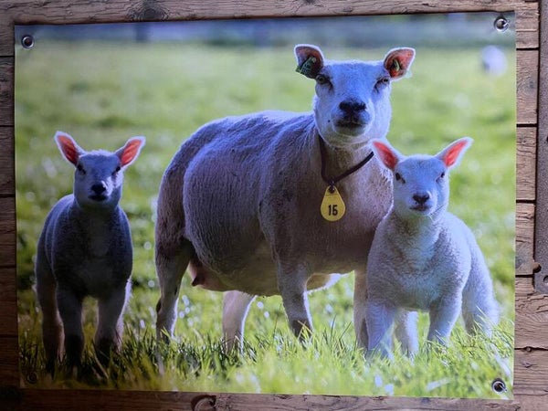 Tuinposter Schapen nr88