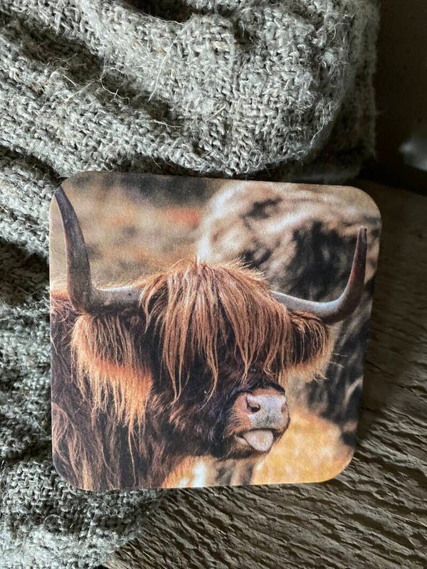 Schotse hooglander steekt zijn tong uit