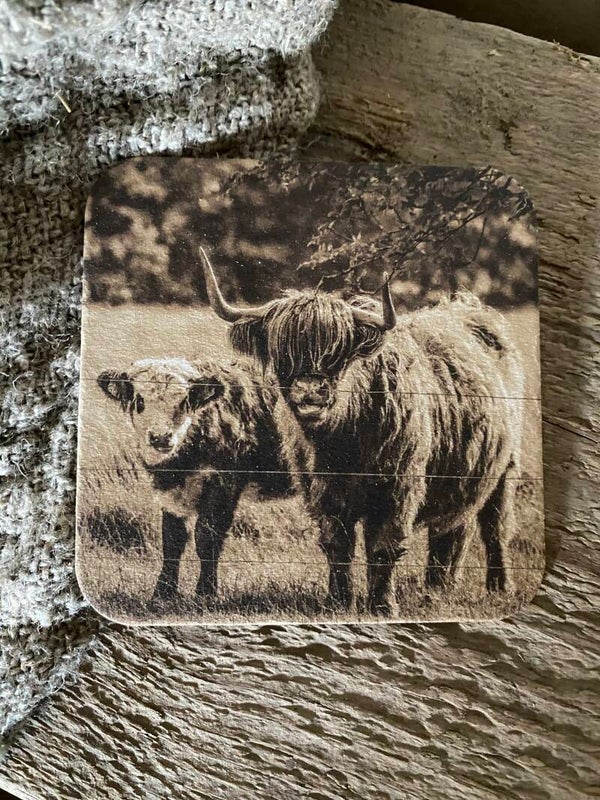 Schotse hooglander met jong