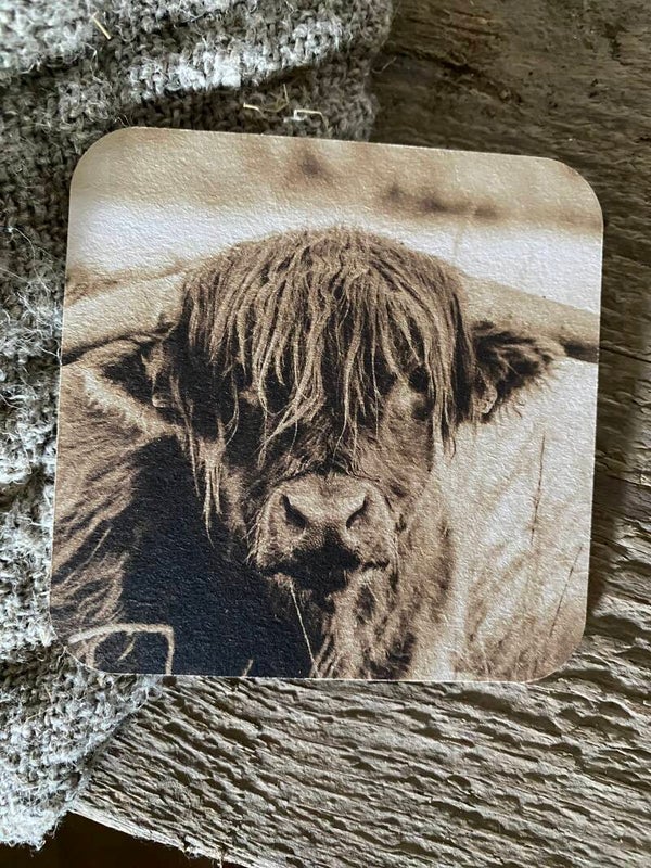 Schotse hooglander sepia