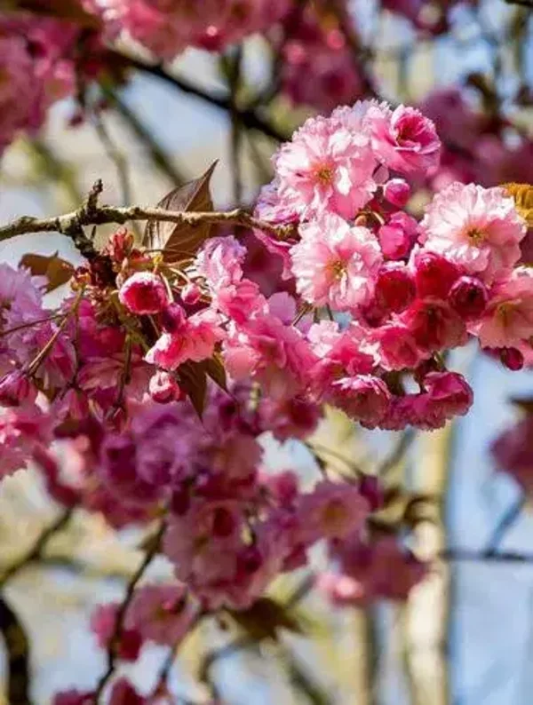 Tuinposter nr68