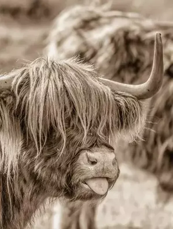 Tuinposter hooglander nr 194