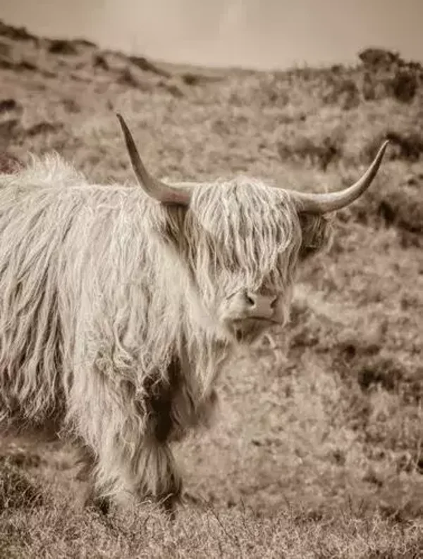 Tuinposter hooglander nr 207