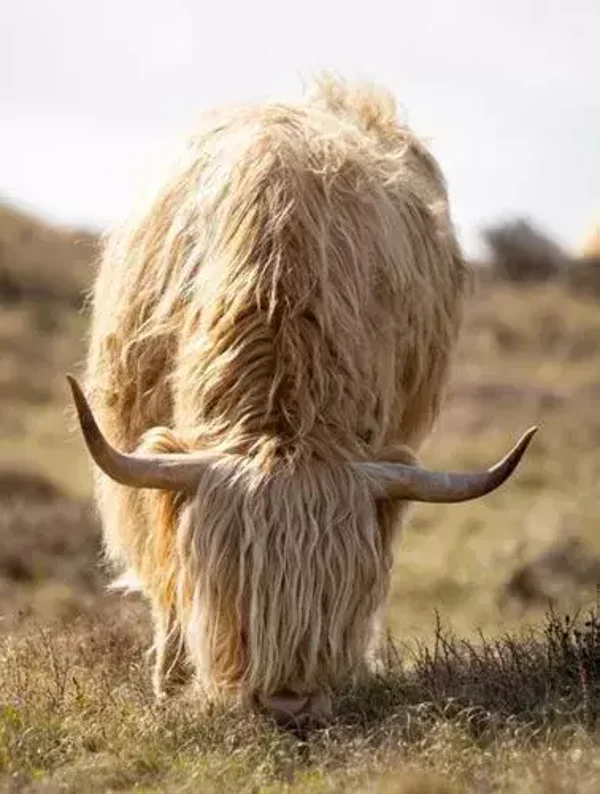 Tuinposter hooglander nr 212
